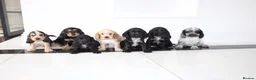Cocker Spaniel dogs for sale: Beautiful KC Registered Show-Type Puppies - Advert 23
