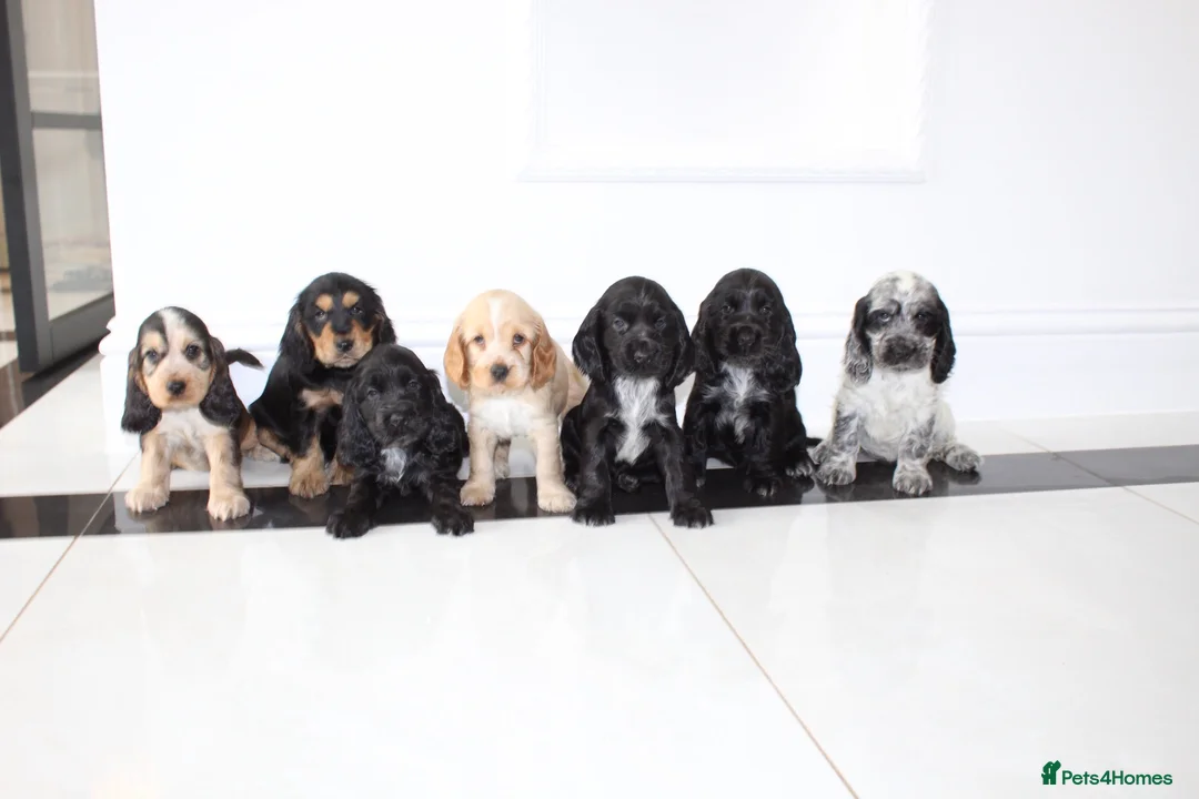 Cocker Spaniel dogs for sale: Beautiful KC Registered Show-Type Puppies - Advert 23