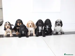 Cocker Spaniel dogs Beautiful KC Registered Show-Type Puppies - Advert 6