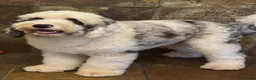 Sheepadoodle dogs for stud: Sheepadoodle hybrid stud  - Advert 8