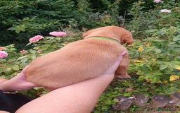 Labrador Retriever dogs for sale: Health Tested Fox Red Puppies for Sale - Image 12