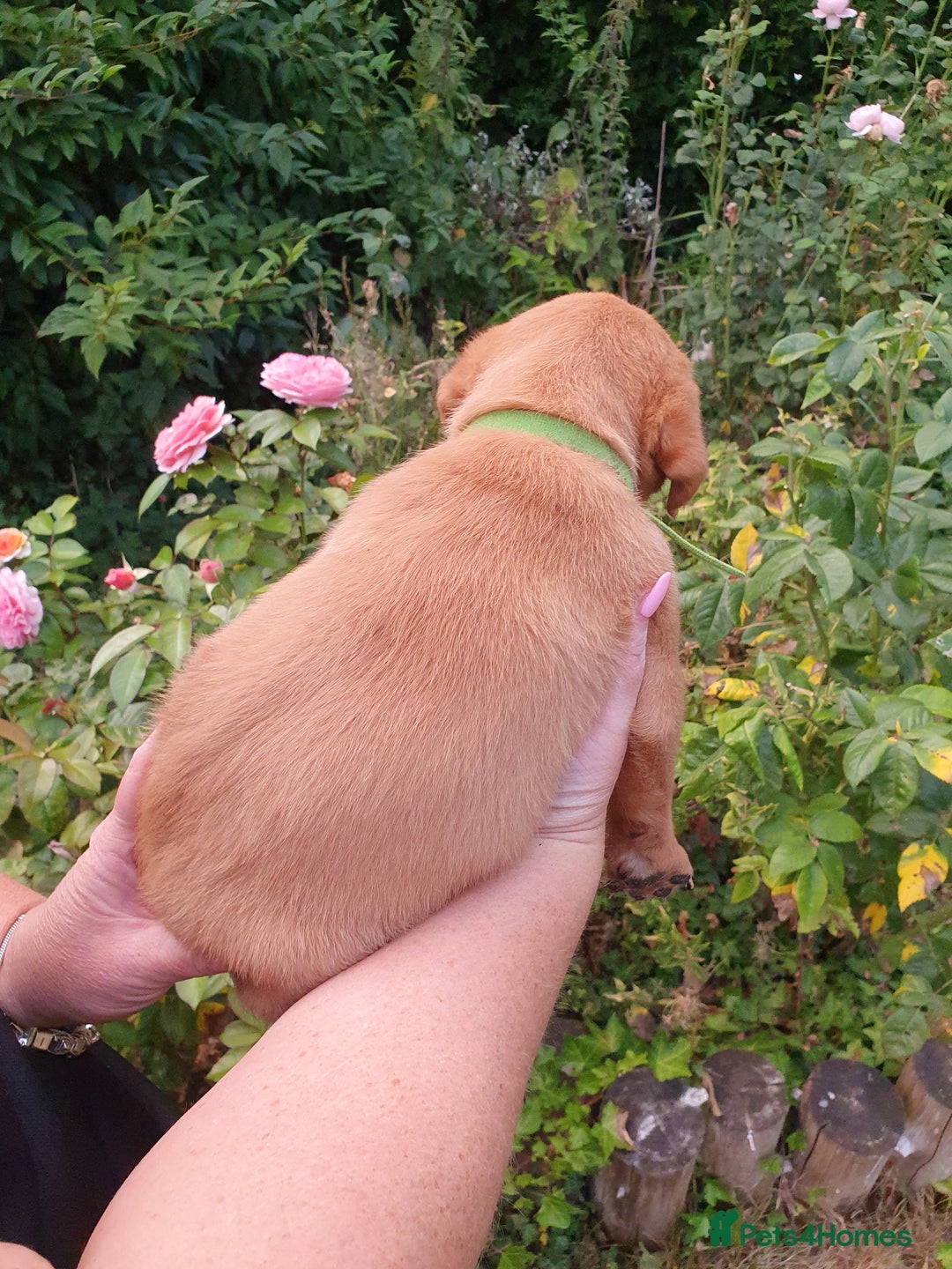 Labrador Retriever dogs for sale: Health Tested Fox Red Puppies for Sale - Image 12