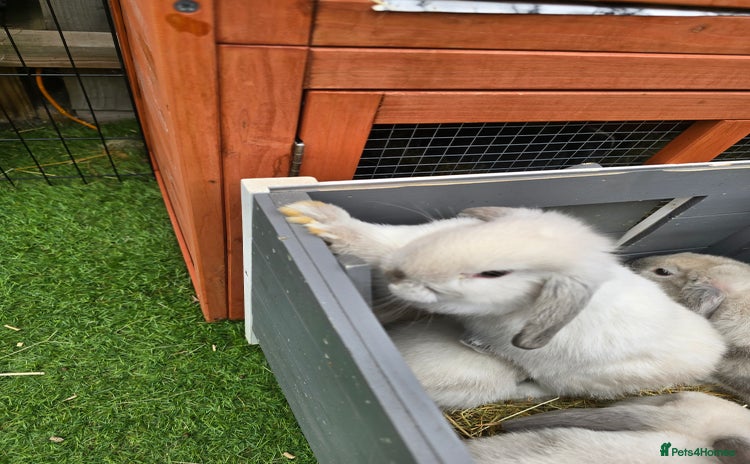 Mini Lop rabbits - Advert 3