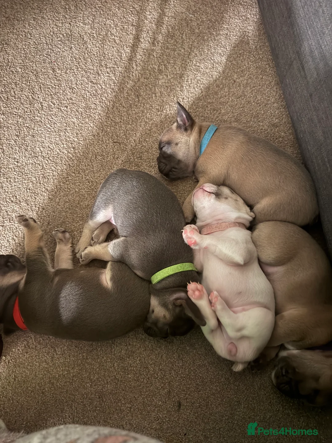 French Bulldog dogs for sale: French Bulldog puppies for sale 1 LEFT  - Advert 5
