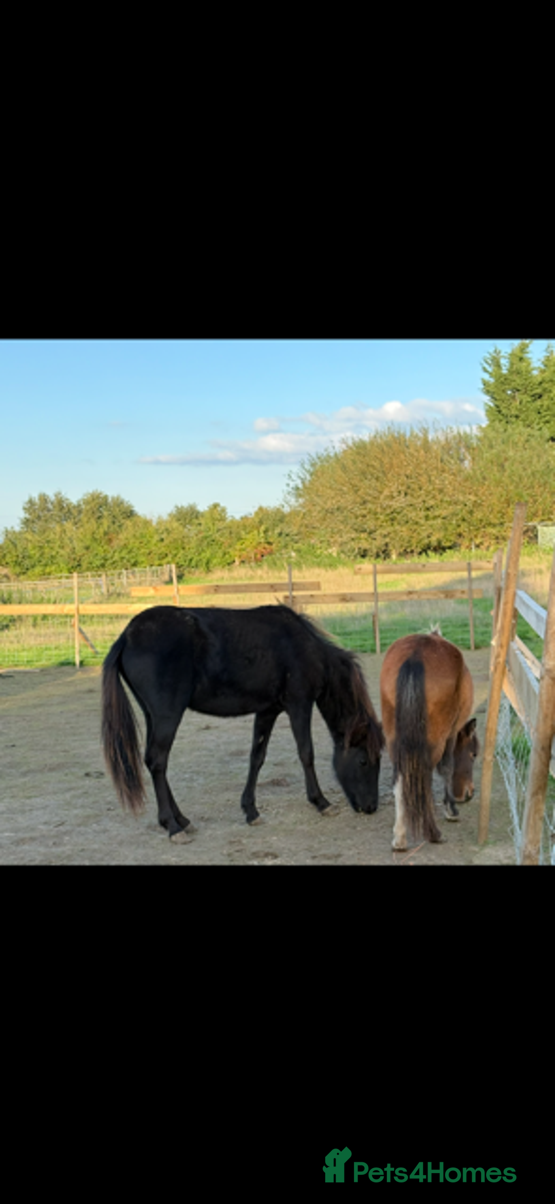 Gotland pony horses for sale: Dartmoor Hill pony  - Advert 7