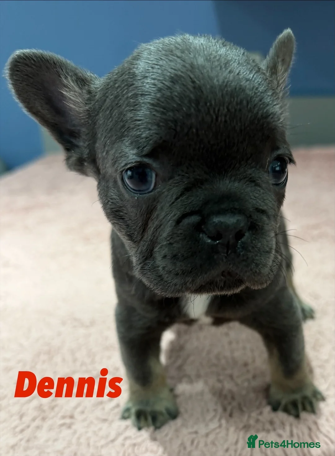 French Bulldog dogs for sale: French bulldog puppies - ready end of feb - Advert 14