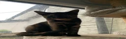 Mixed Breed cats for sale: Adorable kittens - Advert 4