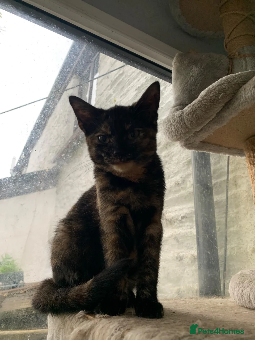 Mixed Breed cats for sale: Adorable kittens - Advert 4