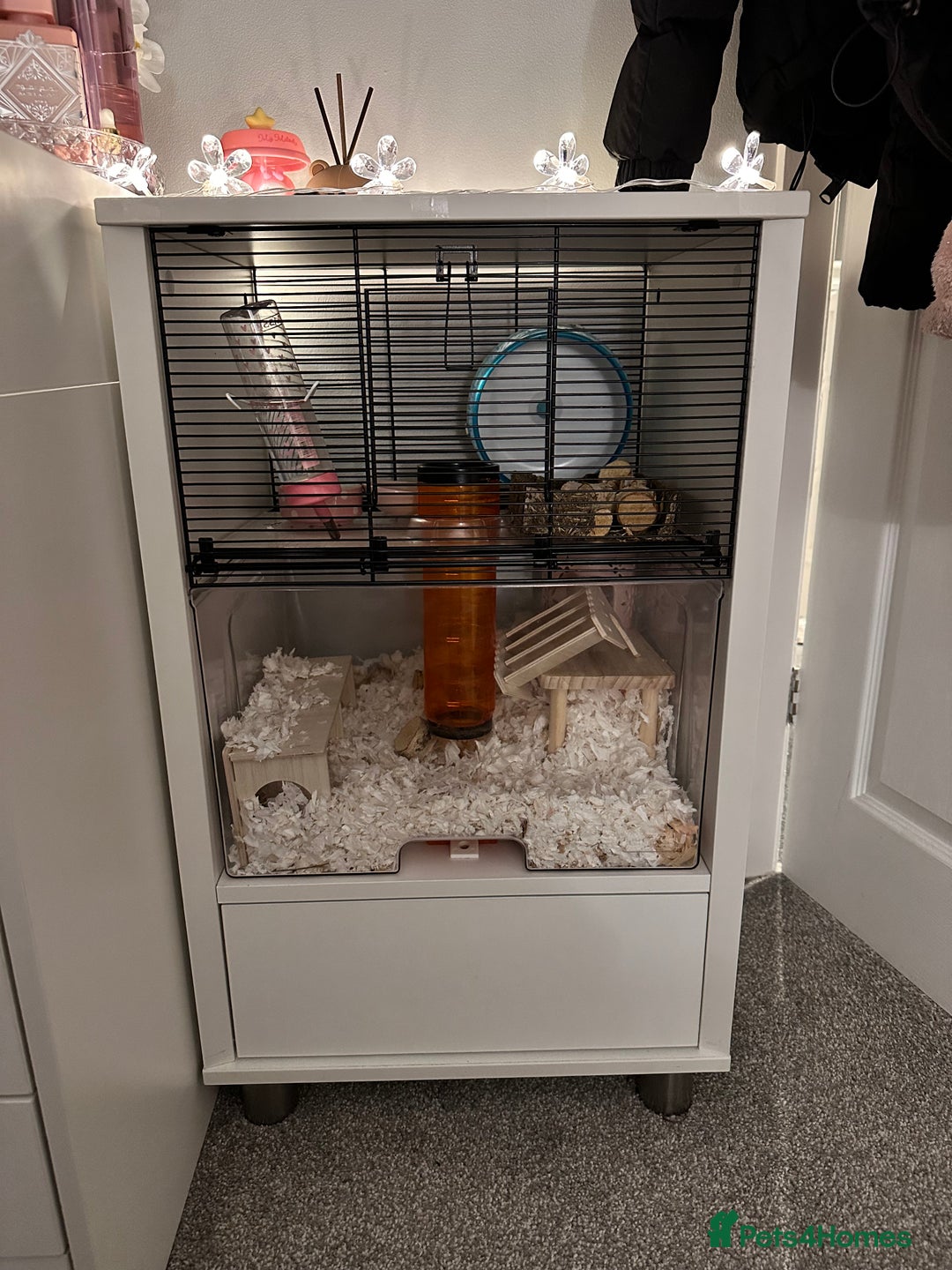 Hamster rodents for sale: Syrian Hamster  - Image 5