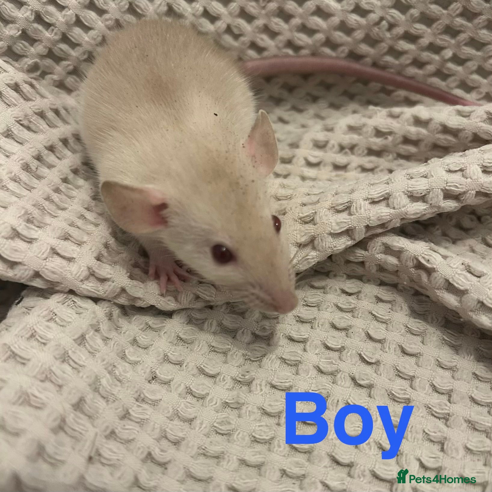 Rat rodents Baby dumbo rats for sale  - Advert 16