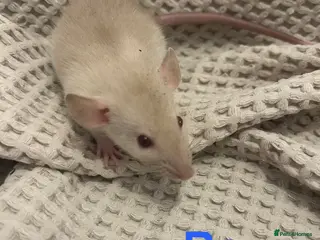 Rat rodents Baby dumbo rats for sale - Advert 16