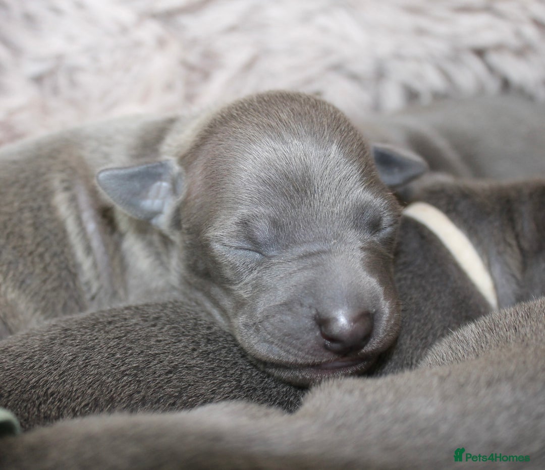 Italian Greyhound dogs for sale: KC Reg Italian Greyhound only 1 available - Advert 3