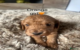 Cockapoo dogs for sale: ⭐️F1B cockapoo puppies⭐️ - Image 18