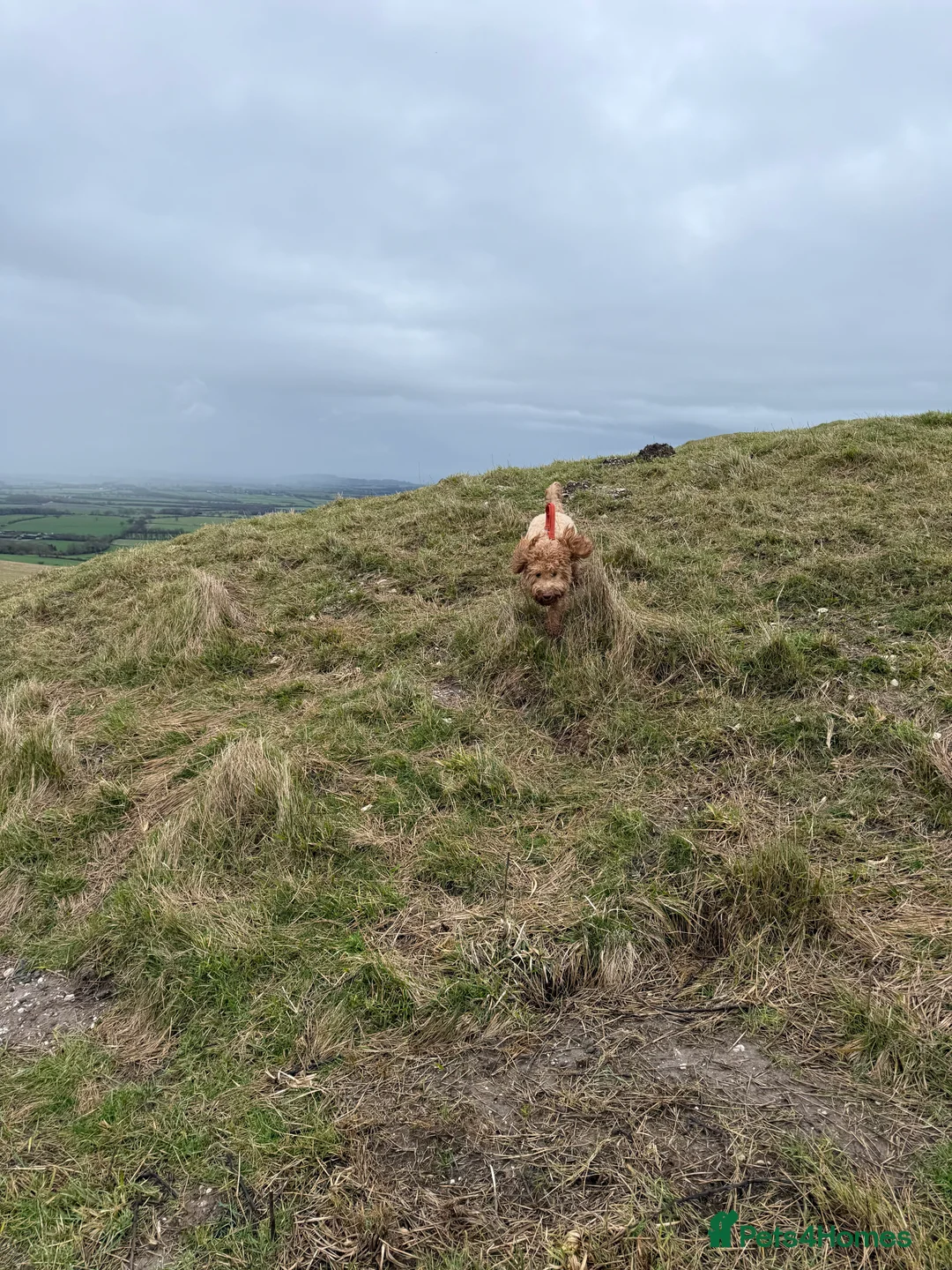 Cockapoo dogs for sale: 1year old Cockapoo bitch - Advert 3