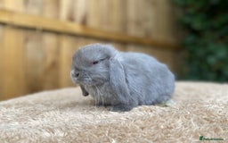 Mini Lop rabbits for sale: Baby Mini Lop Rabbits For Sale  - Image 2