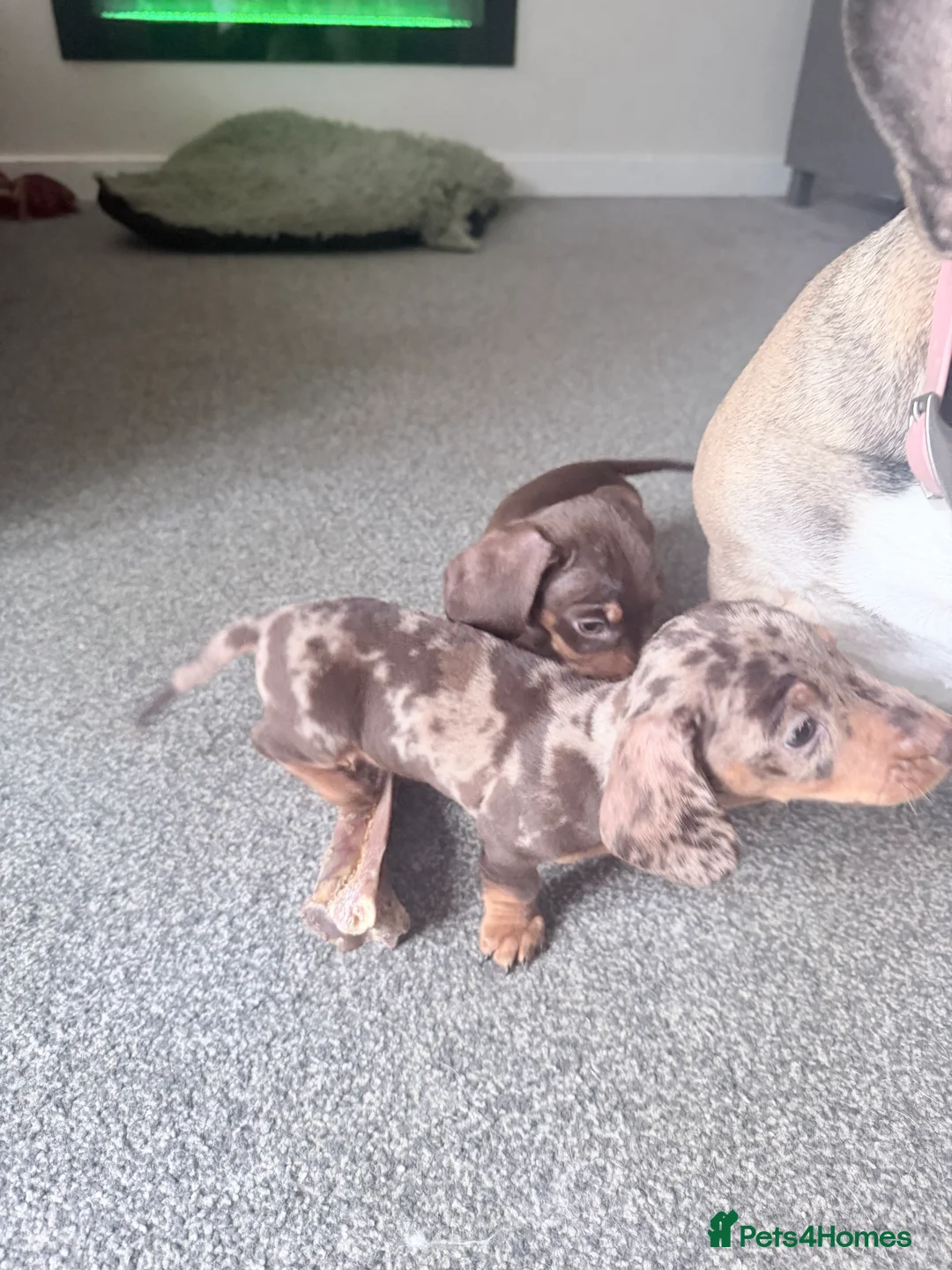 Miniature Dachshund dogs for sale: Exceptional KC Registered Miniature Dachshund Boys - Advert 19