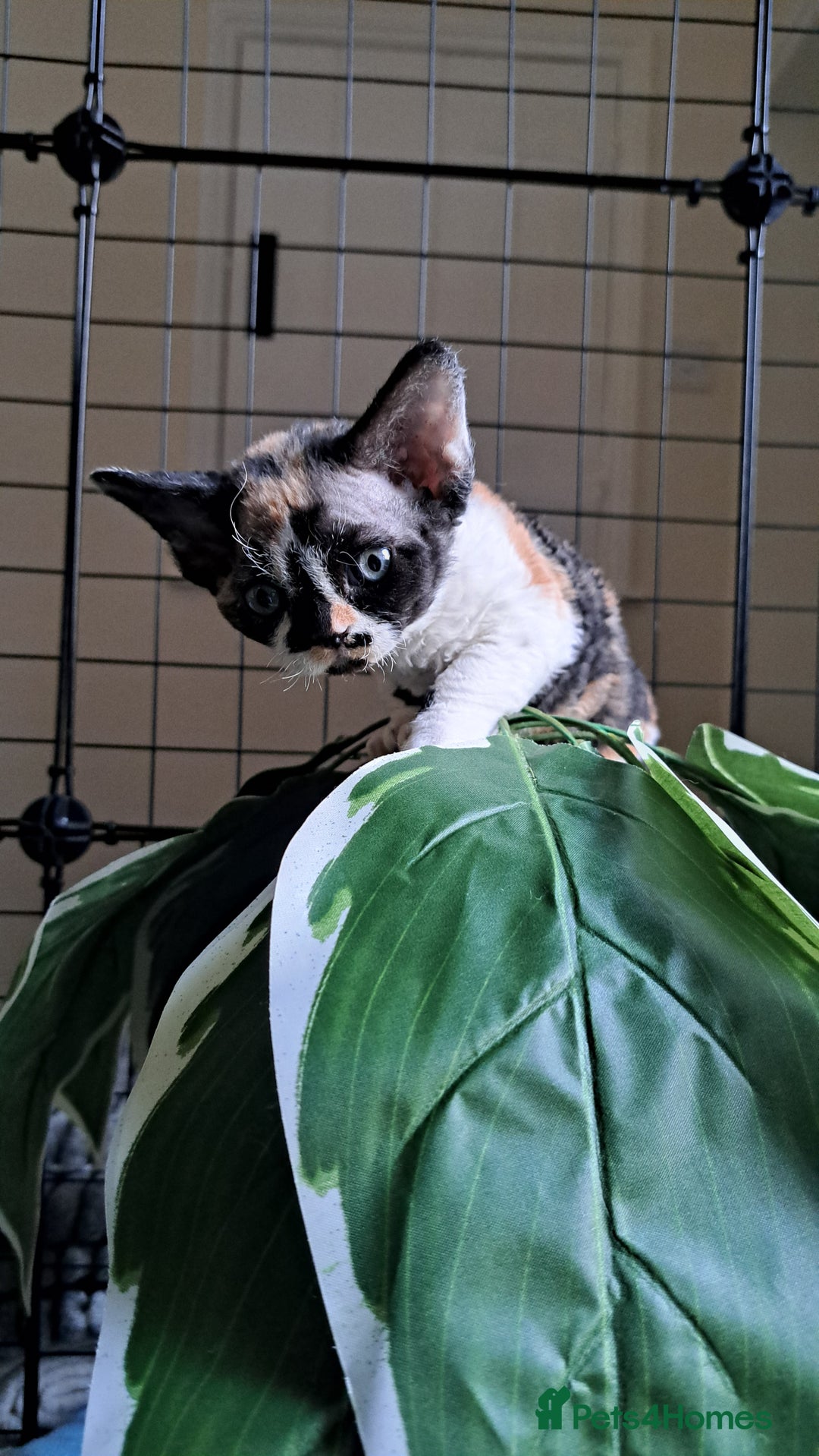 Devon Rex cats for sale: Beautiful Devon Rex babys - Advert 8