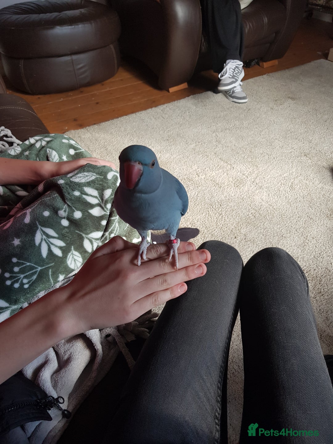 Parrots birds for sale: Indian ringneck - Advert 2