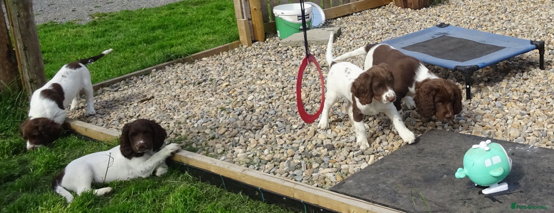 English Springer Spaniel dogs for sale: English Springer Spaniel Puppy 2 - English Springer Spaniel Puppies - Image 21