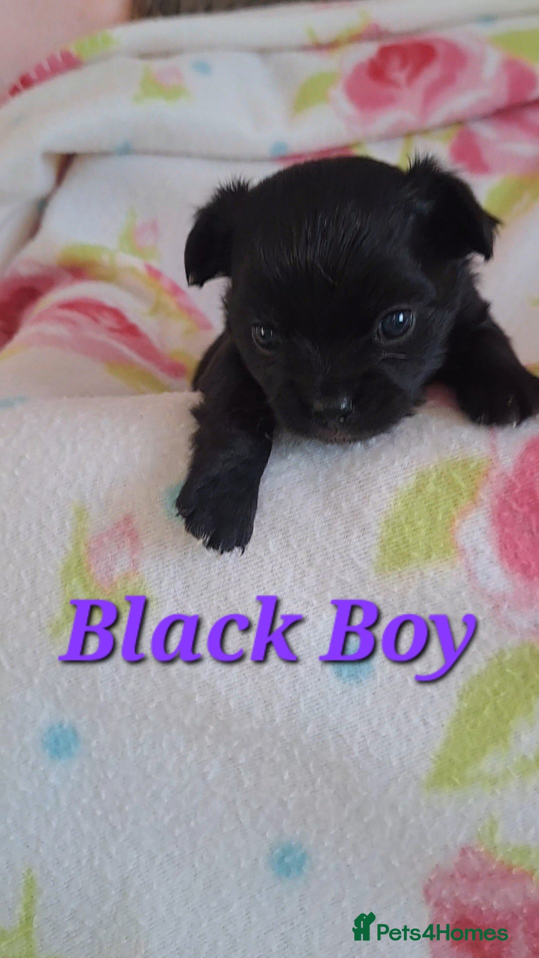 Chihuahua dogs for sale: Long Coat Chihuahua puppies for sale - Advert 13