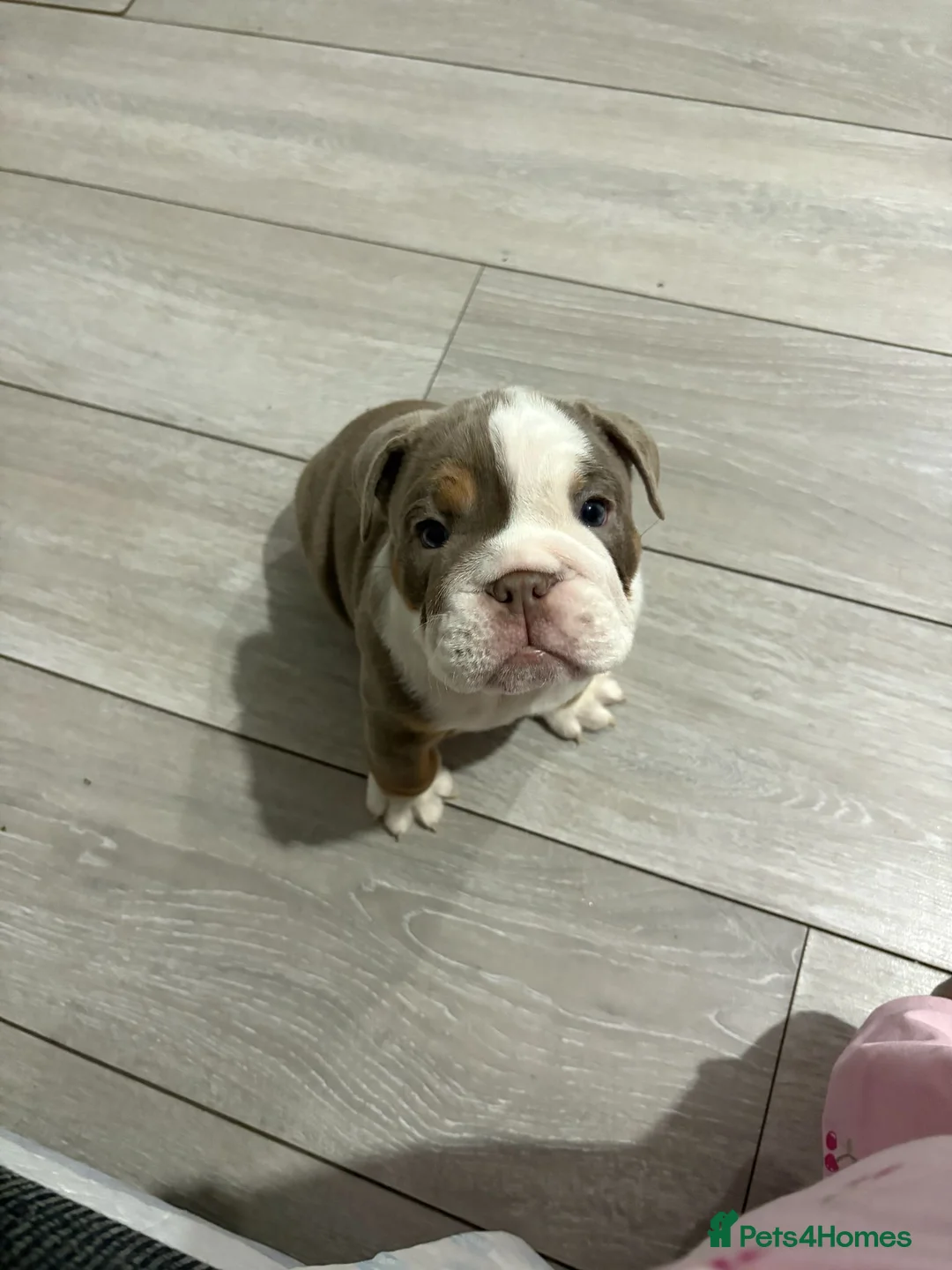 English Bulldog dogs for sale: English Bulldog puppies  - Advert 3