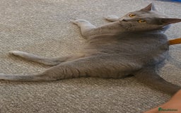British Shorthair cats for sale: 1 male 1 female British shorthair kitten for sale  - Image 3