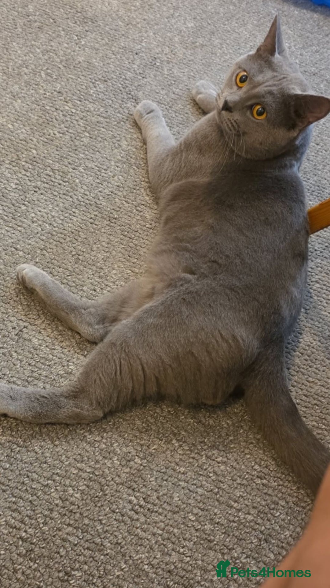 British Shorthair cats for sale: 1 male 1 female British shorthair kitten for sale  - Image 3