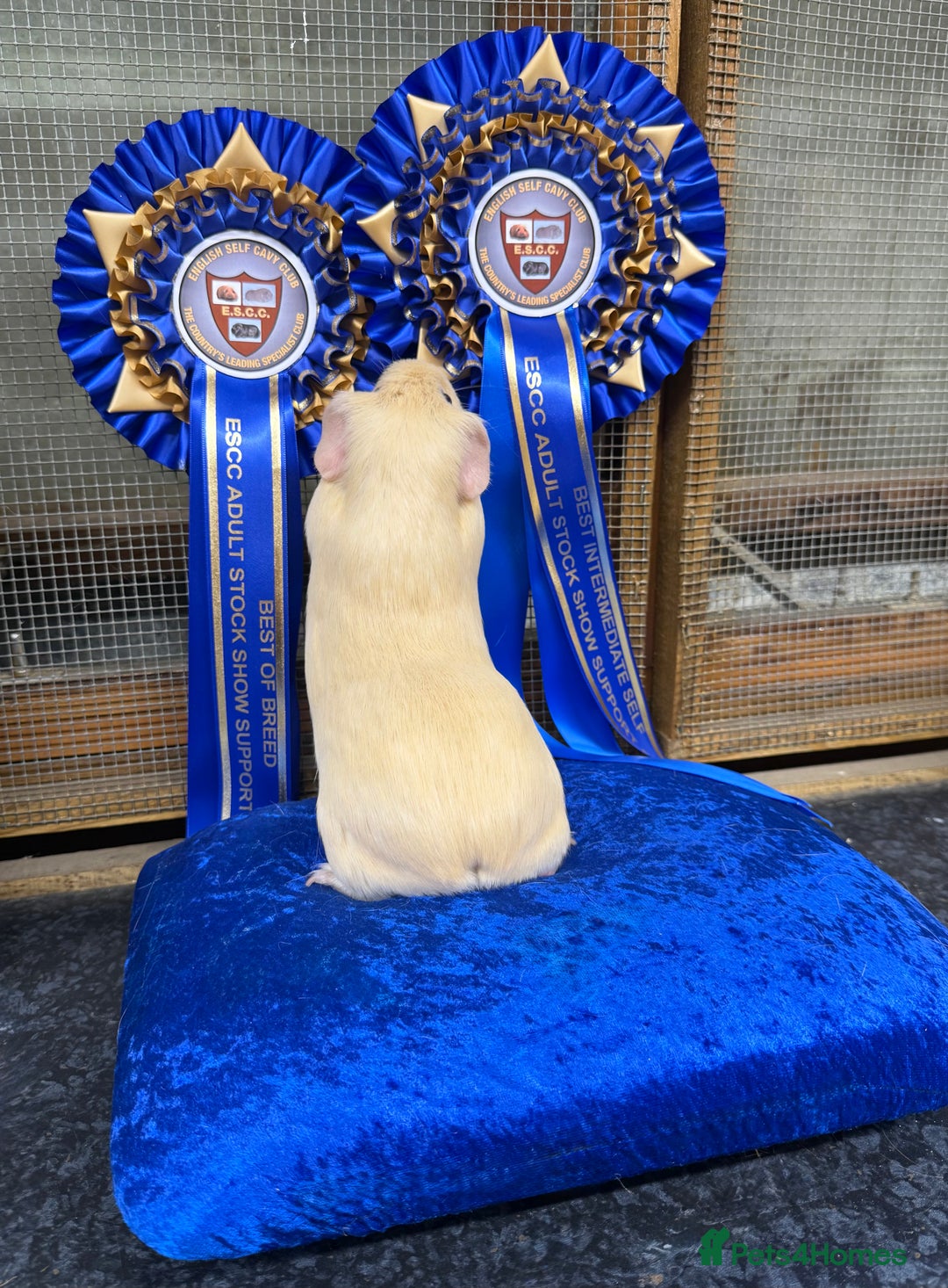 Gallery Image {{count}}