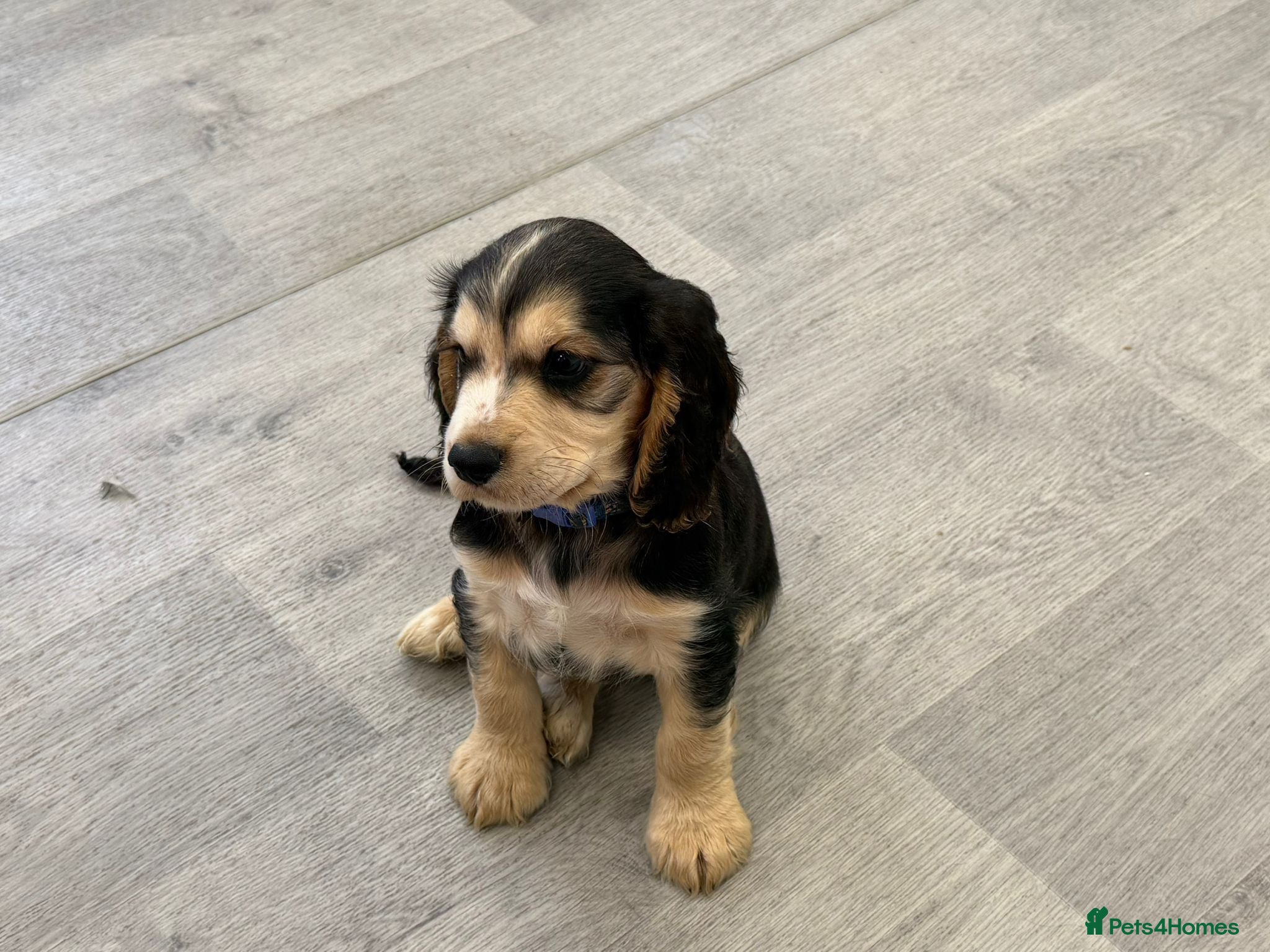 Cocker Spaniel dogs for sale: Beautiful Cocker spaniel puppies in Birmingham - Advert 3