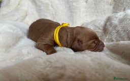 Mini Goldendoodle dogs for sale: Miniature Golden Doodles - Image 7