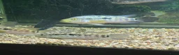 Cichlids fish for sale: Jack Des in Wolverhampton - Advert 8