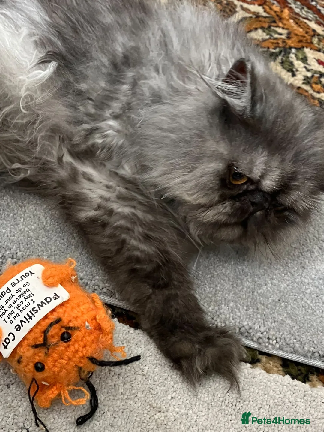 Persian cats for sale: Male Persian for Sales - Advert 4