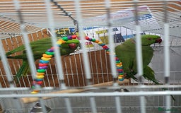 Parrots birds for sale: 🦜 Parrots for Sale – Calm & Beautiful Companions - Image 1
