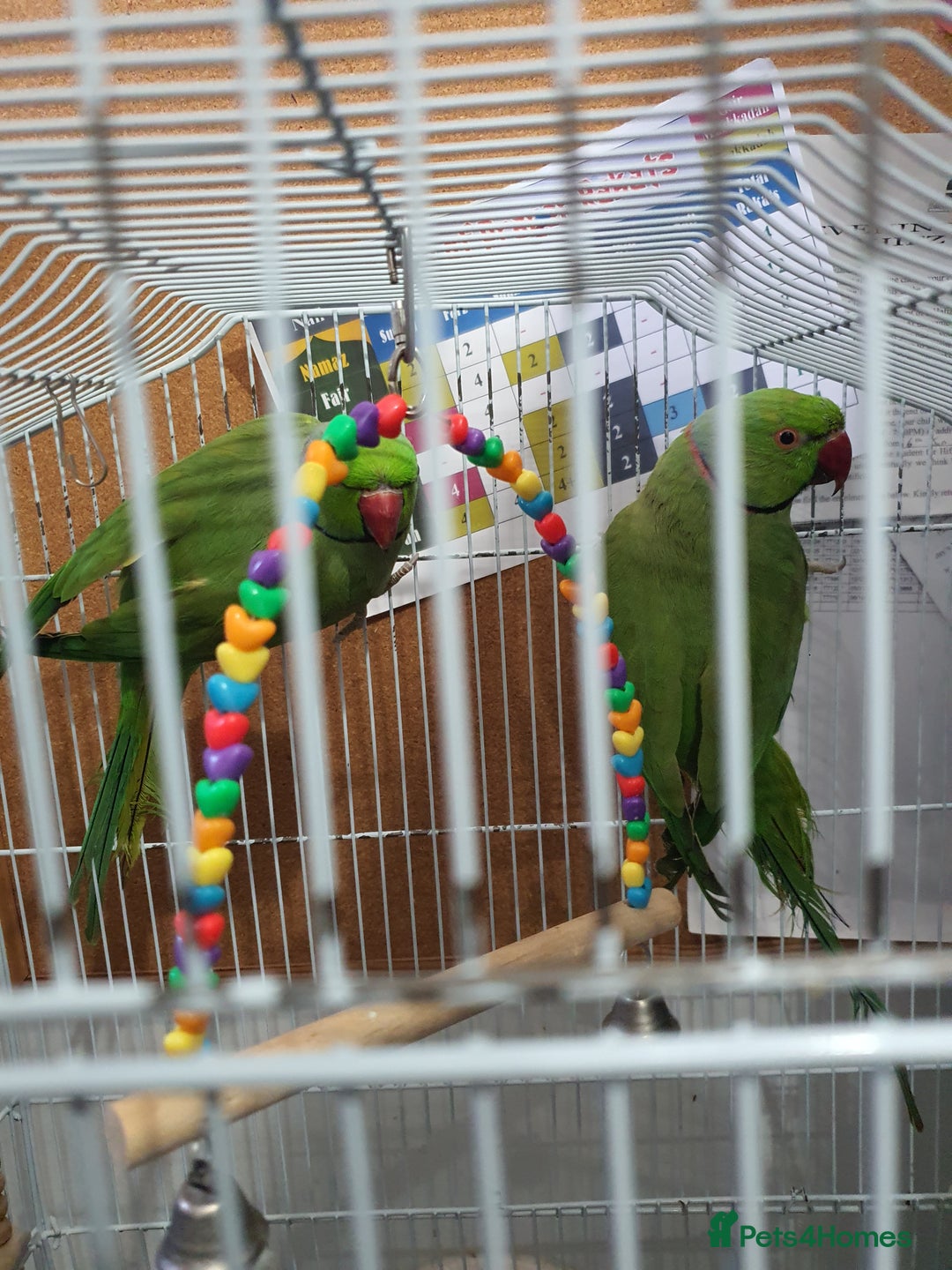 Parrots birds for sale: 🦜 Parrots for Sale – Calm & Beautiful Companions - Image 1