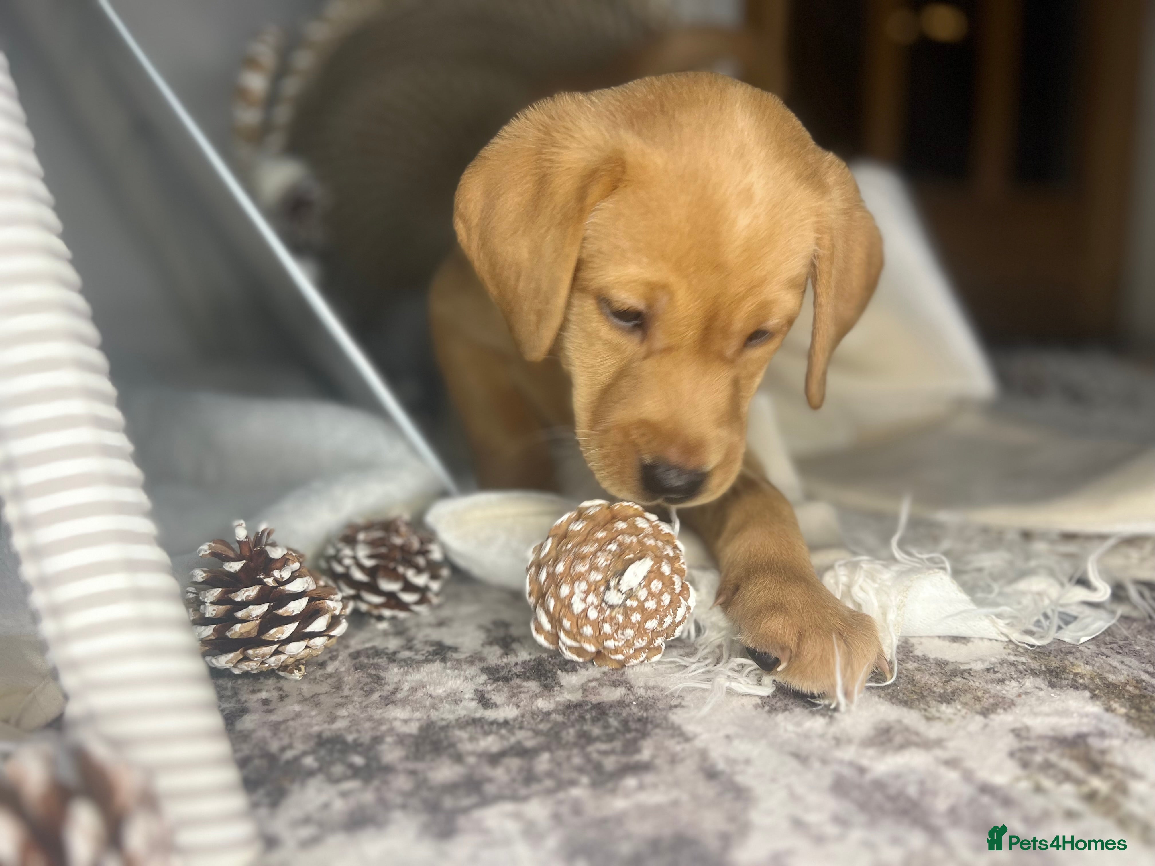 Labrador Retriever dogs Champion line KC reg dark Red Fox Yellow Labrador  - Advert 13