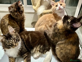 Maine Coon cats for sale - Advert 1