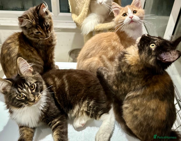 Maine Coon cats - Advert 3