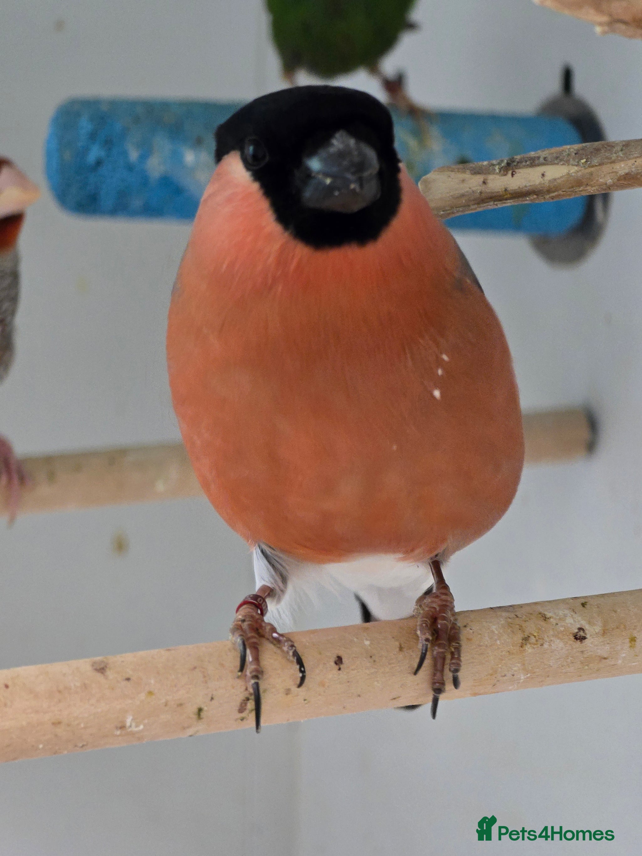 Goldfinch Finches birds for sale Pets4Homes