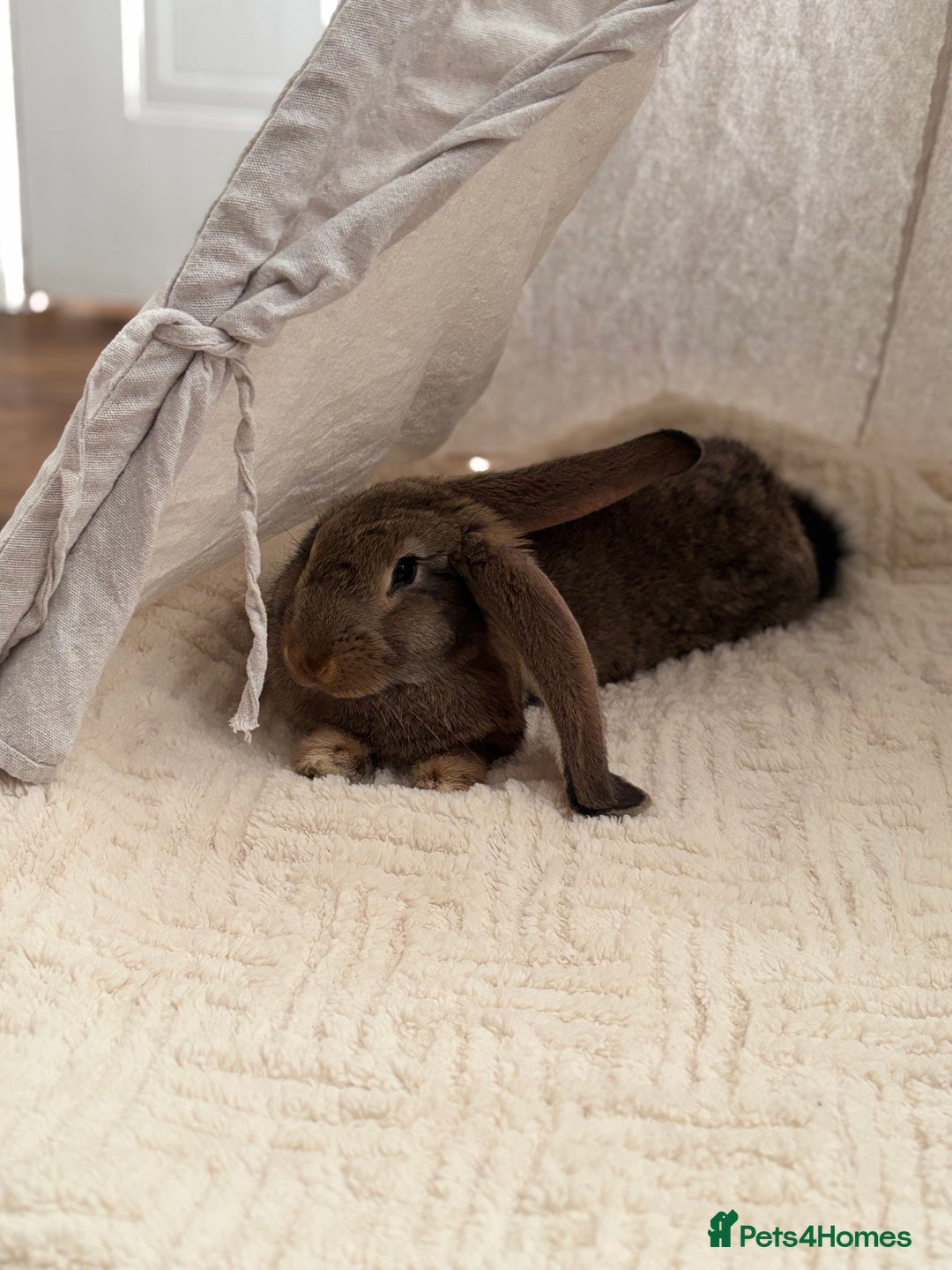 Continental Giant rabbits for sale: Míro The Continental Giant Rabbit - Advert 12