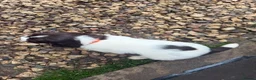English Springer Spaniel dogs for sale: Springer spaniel puppies  - Advert 7