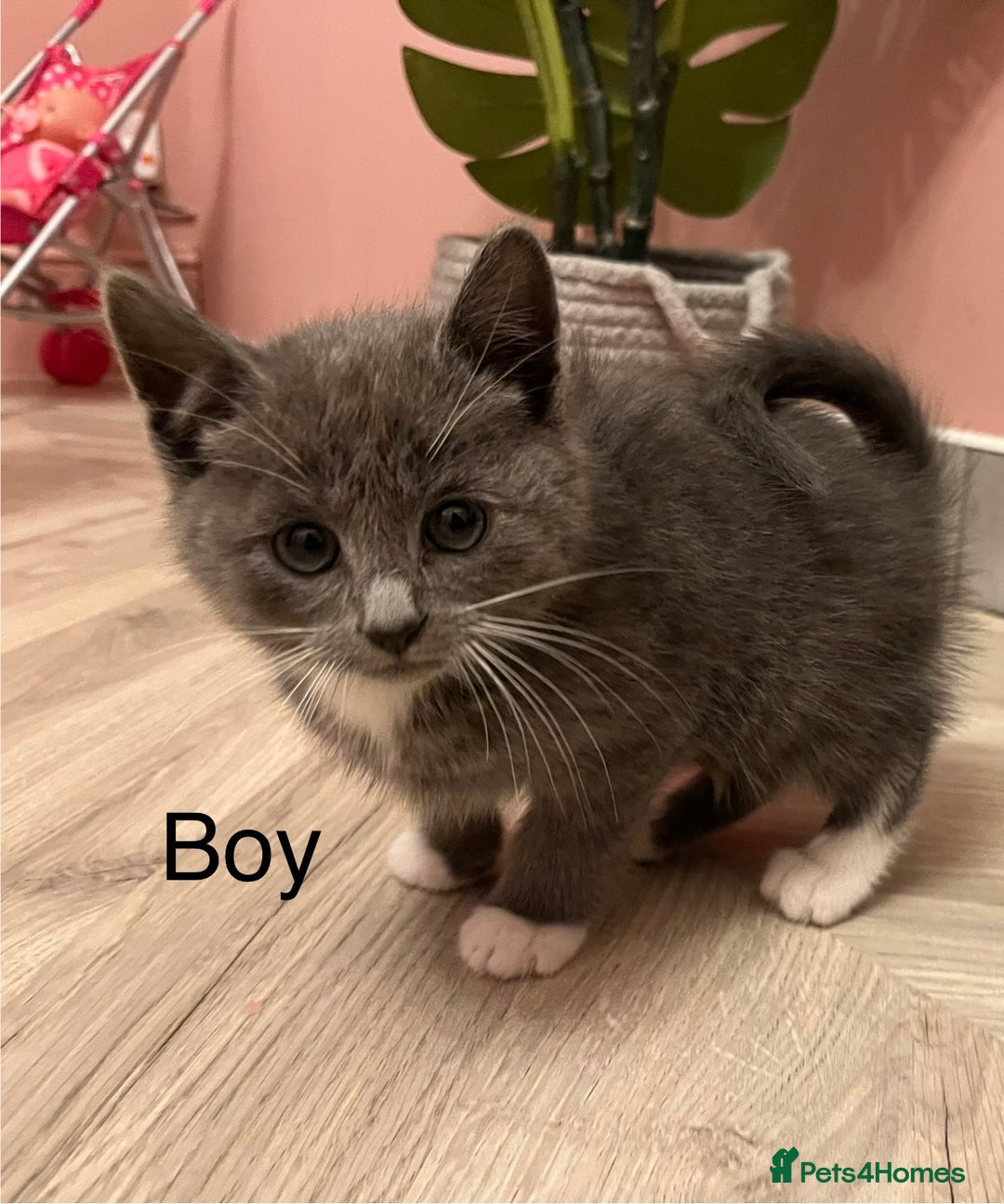 Mixed Breed cats for sale: 6 beautiful kittens ready for their new home.  - Advert 2