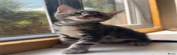 Mixed Breed cats for sale: Bencoon kittens Maine Coon x Bengal  - Advert 12