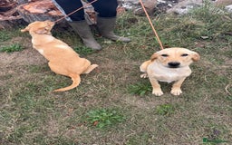 Labrador Retriever dogs for sale: Available Immediately! Training Package Available in Lydney - Image 1