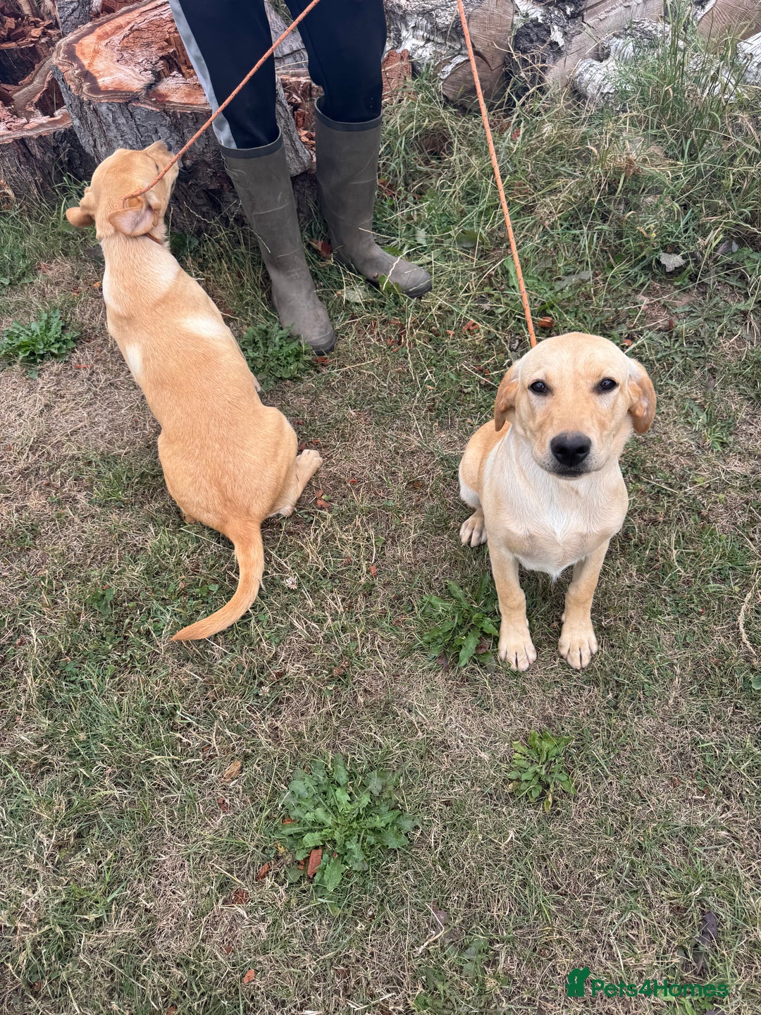 Labrador Retriever dogs for sale: Available Immediately! Training Package Available in Lydney - Image 1