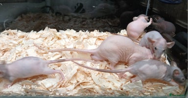 Rat rodents - Advert 15