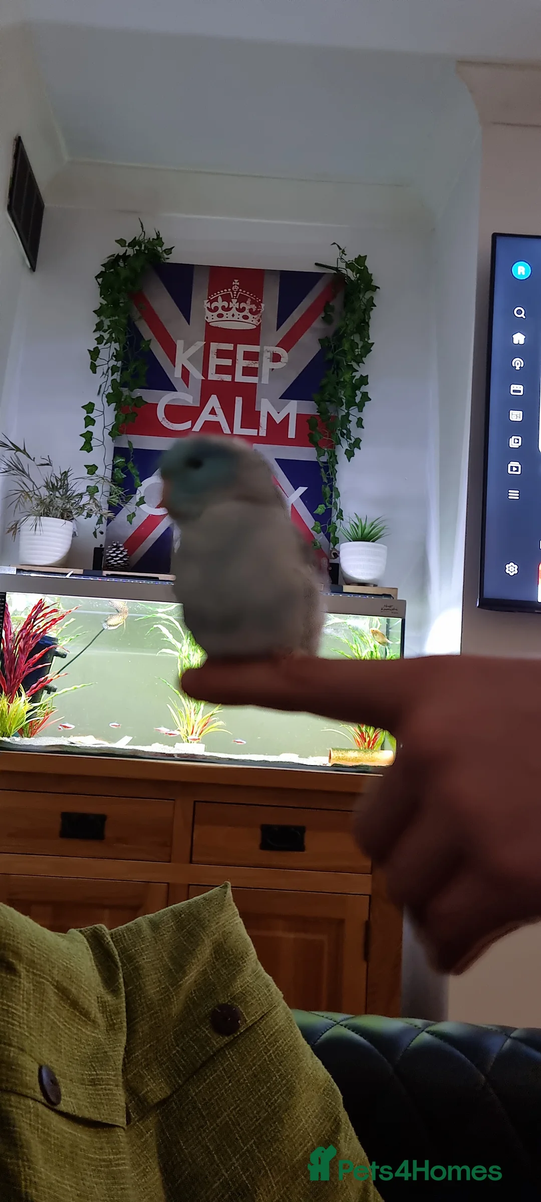 Parrots birds for sale: 12 week old Hand tame baby parrotlet - Advert 1