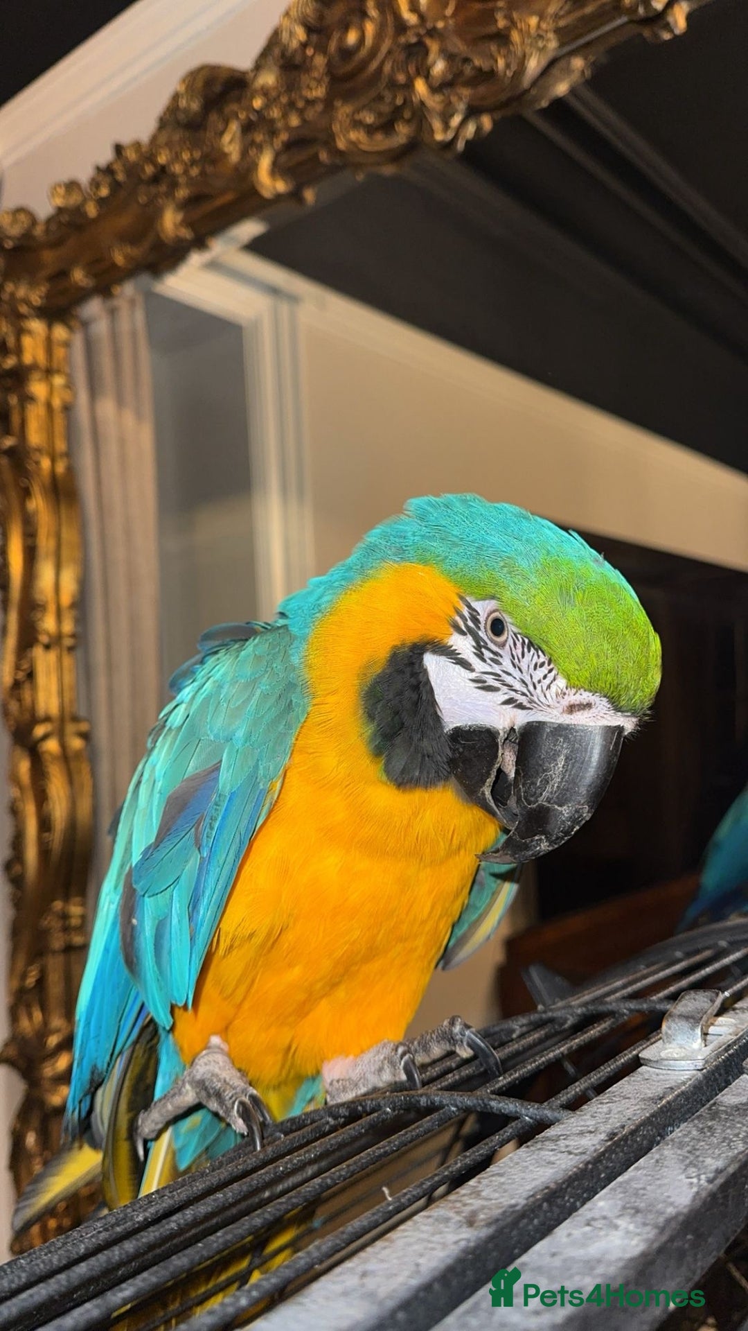 Macaws birds for sale: Tame and Talking Blue & Gold Macaw. - Advert 3