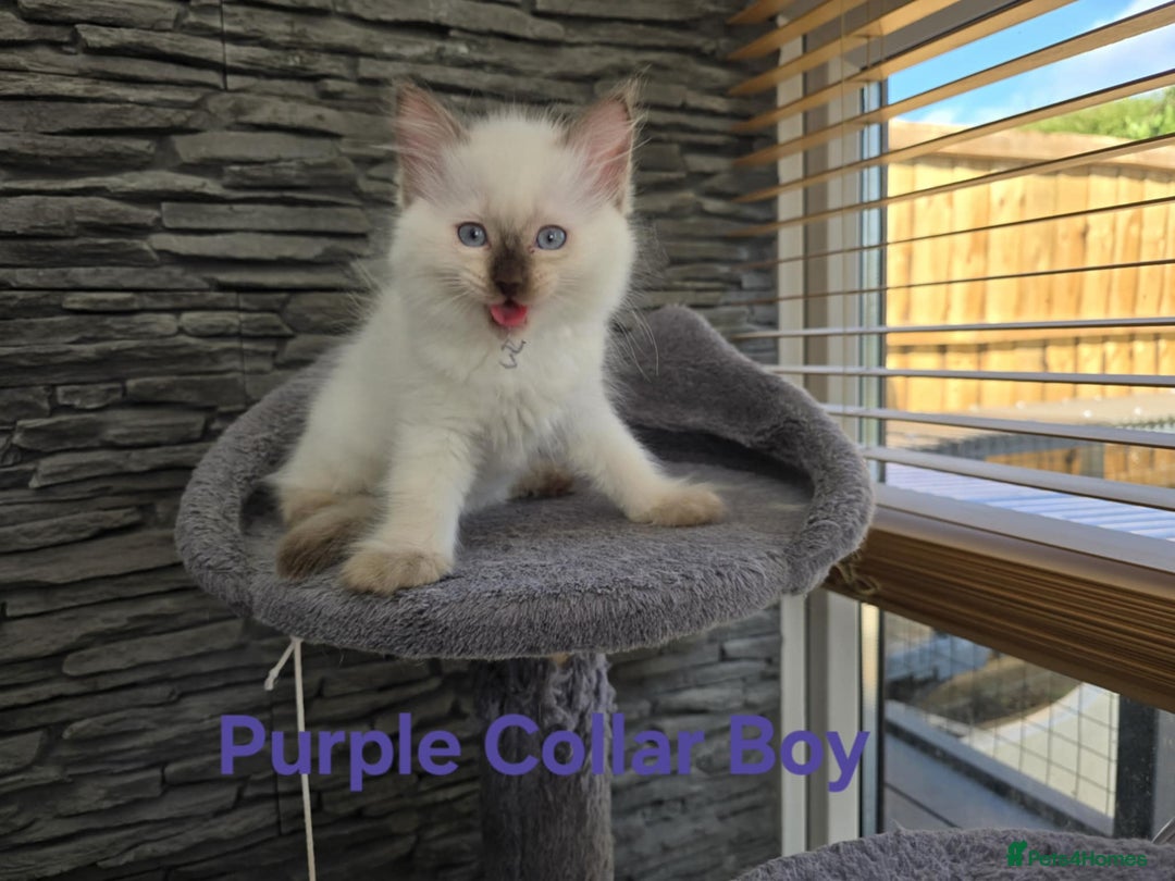 Ragdoll cats for sale: Beautiful ragdoll kittens - Image 21