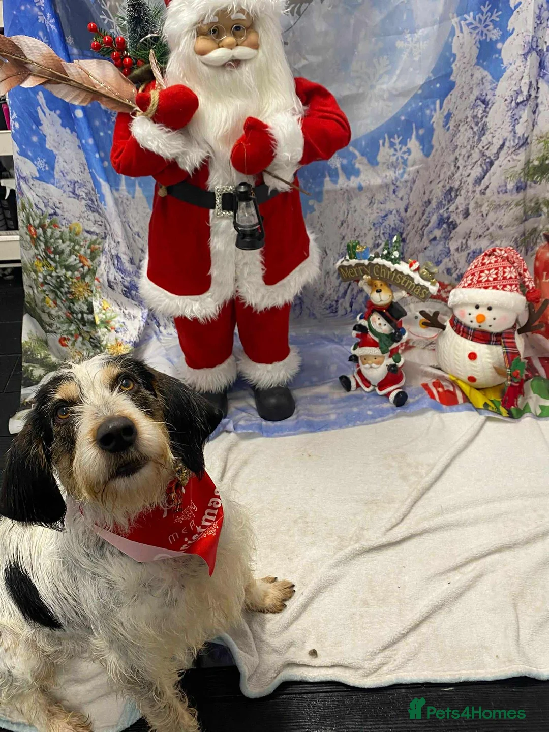 Mixed Breed dogs for adoption: Chispa - cheeky Griffon X for adoption - Advert 3