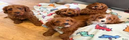 Cavapoo dogs for sale: Extensively health tested F1 Toy Cavapoo Puppies - Advert 19